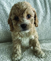 COCKAPOO PUPPIES Our mom is  COCKAPOO PUPPIES Our mom is Cocker Spaniel at 24lbs. Dad is a toy poodle at 7 lbs. We take after our dad and some our mom! We are ready to play, snuggle and be your best friend! Call or text $2,500 406-390-1129