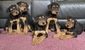 AIREDALE PUPPIES AKC <br>Airedale puppies,  AIREDALE PUPPIES AKC  Airedale puppies, AKC, ready now, males and females. Excellent hiking and wilderness companions. Good pack dogs and bear country insurance policy.   Superb family and children dogs. Long lived and very healthy. 1st shots and wormed. Delivery available. Located near   Coeur d'Alene ID.   5096751767 or   7192178054   Emery 